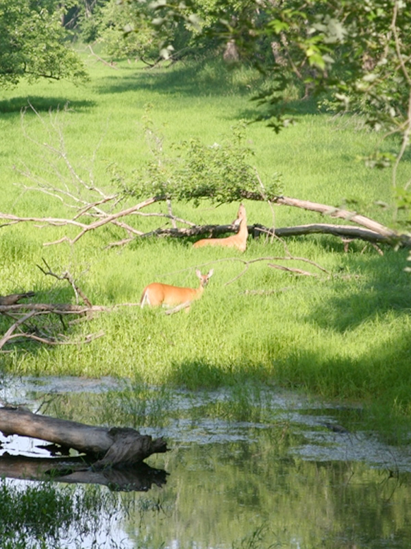 Deer at Straight Lake Park