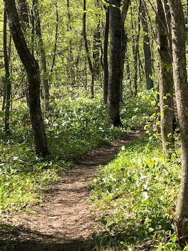Trail at Straight Lake Park