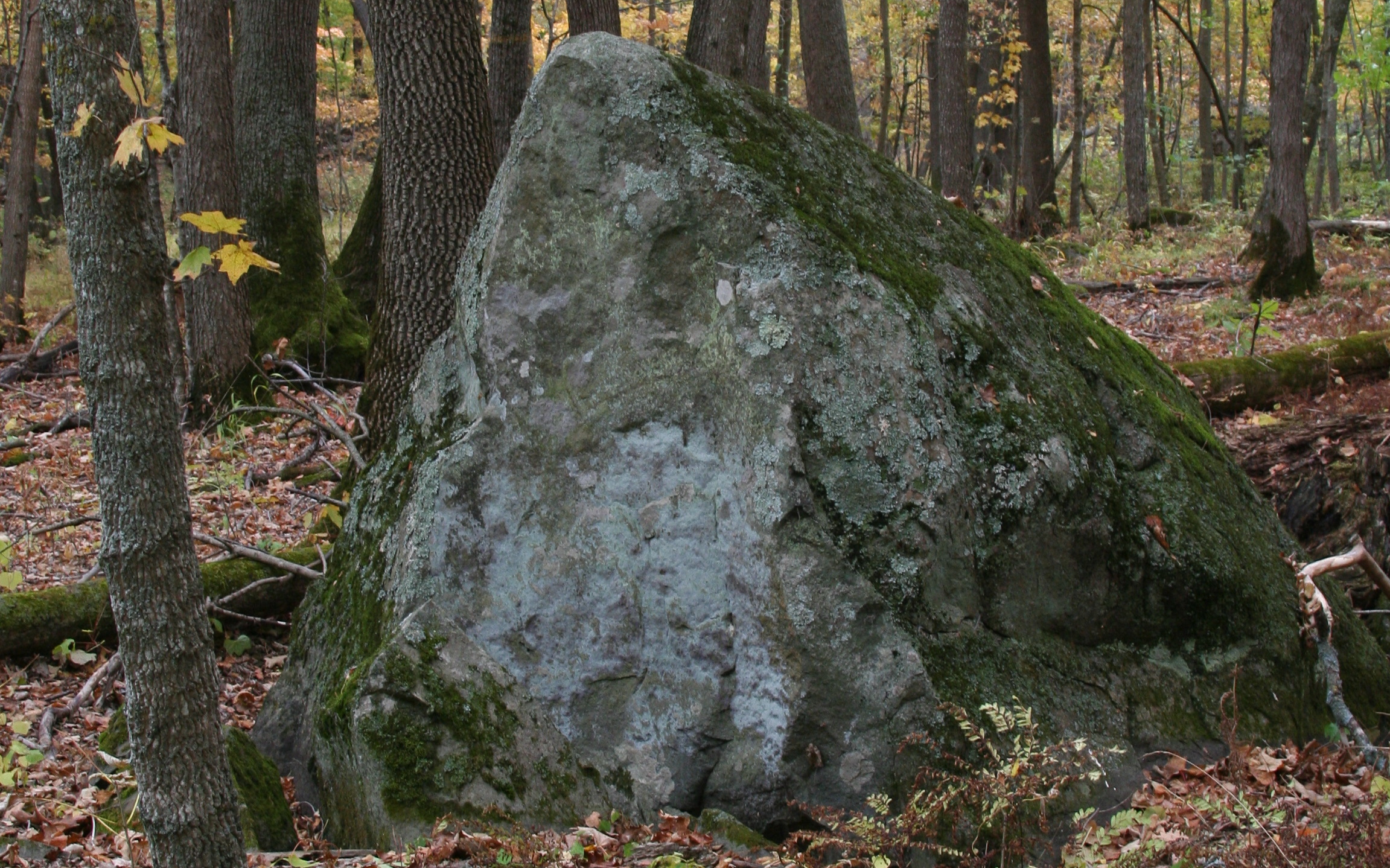 A glacial erratic in the woods at Interstate Park.