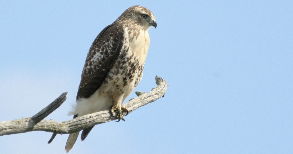 Red Tailed Hawk